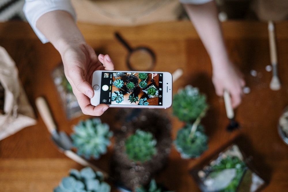 phone, gardening, indoor plants