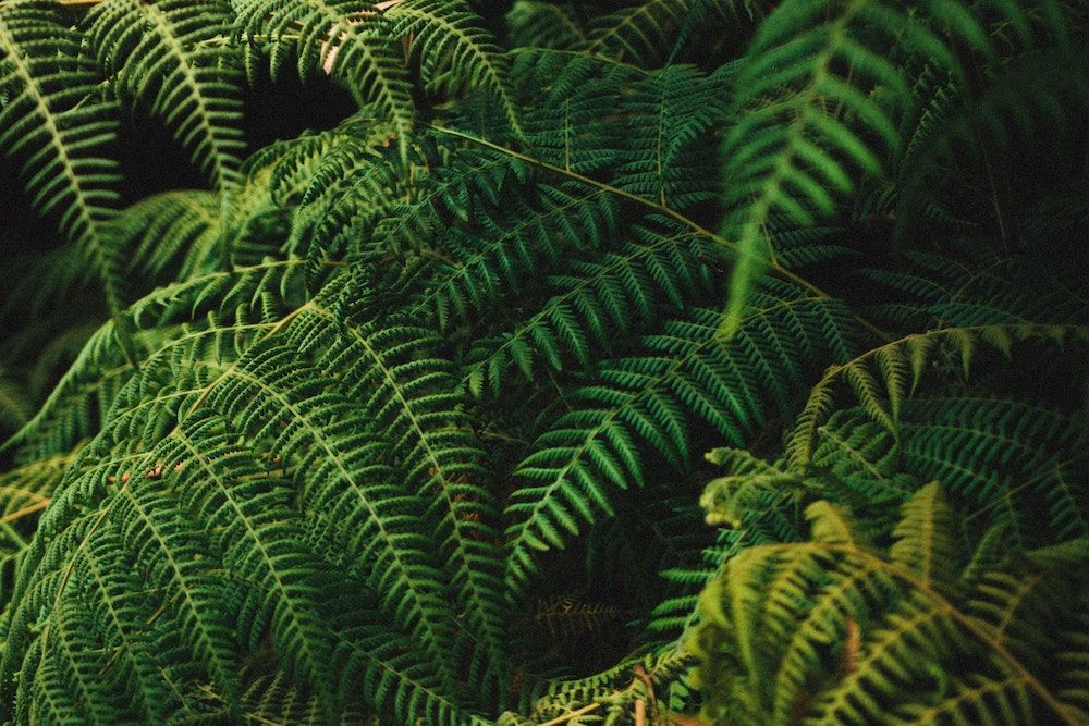 Lush green fern leaves growing in forest