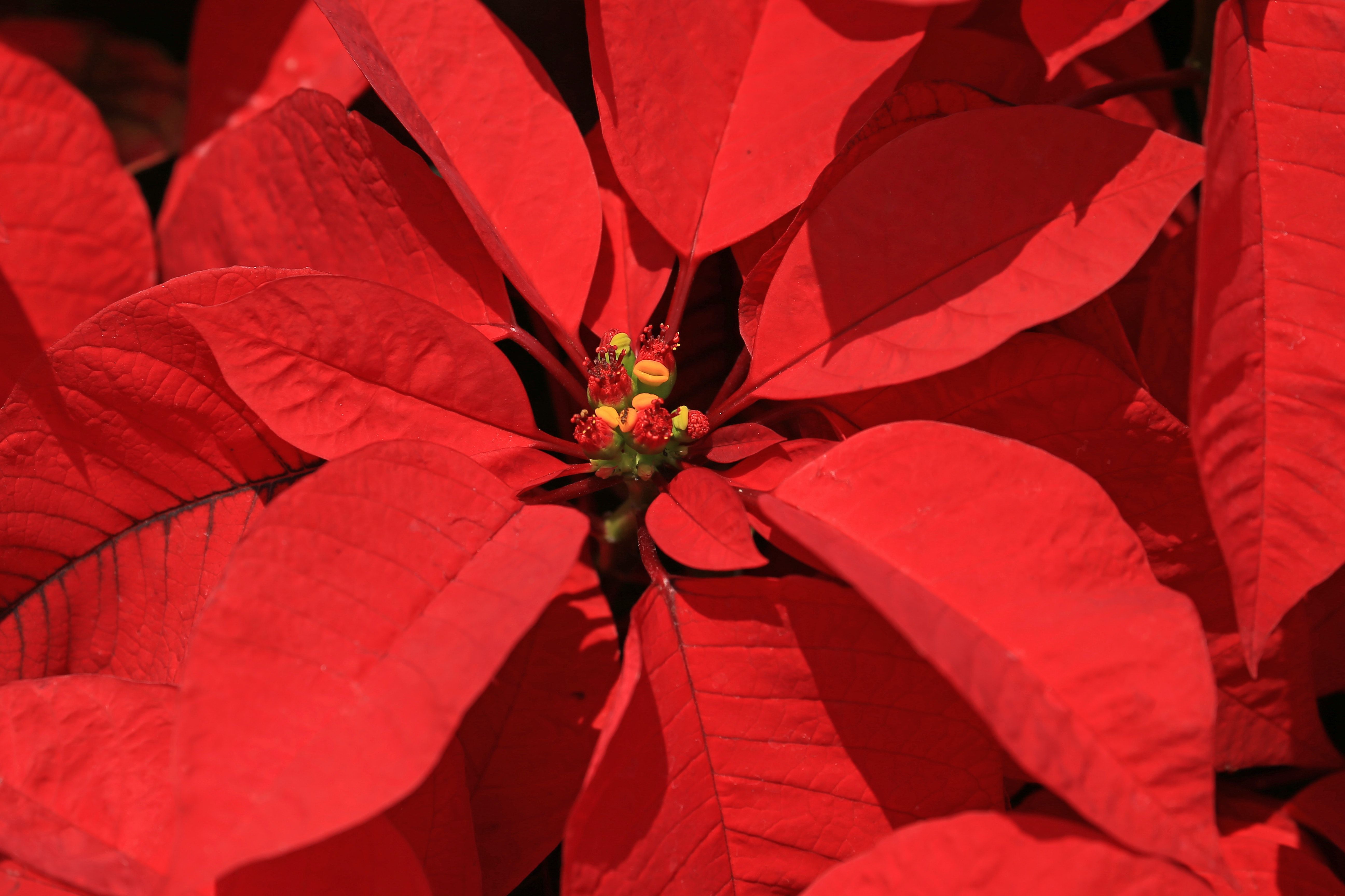 Close up of Red Poinsettia