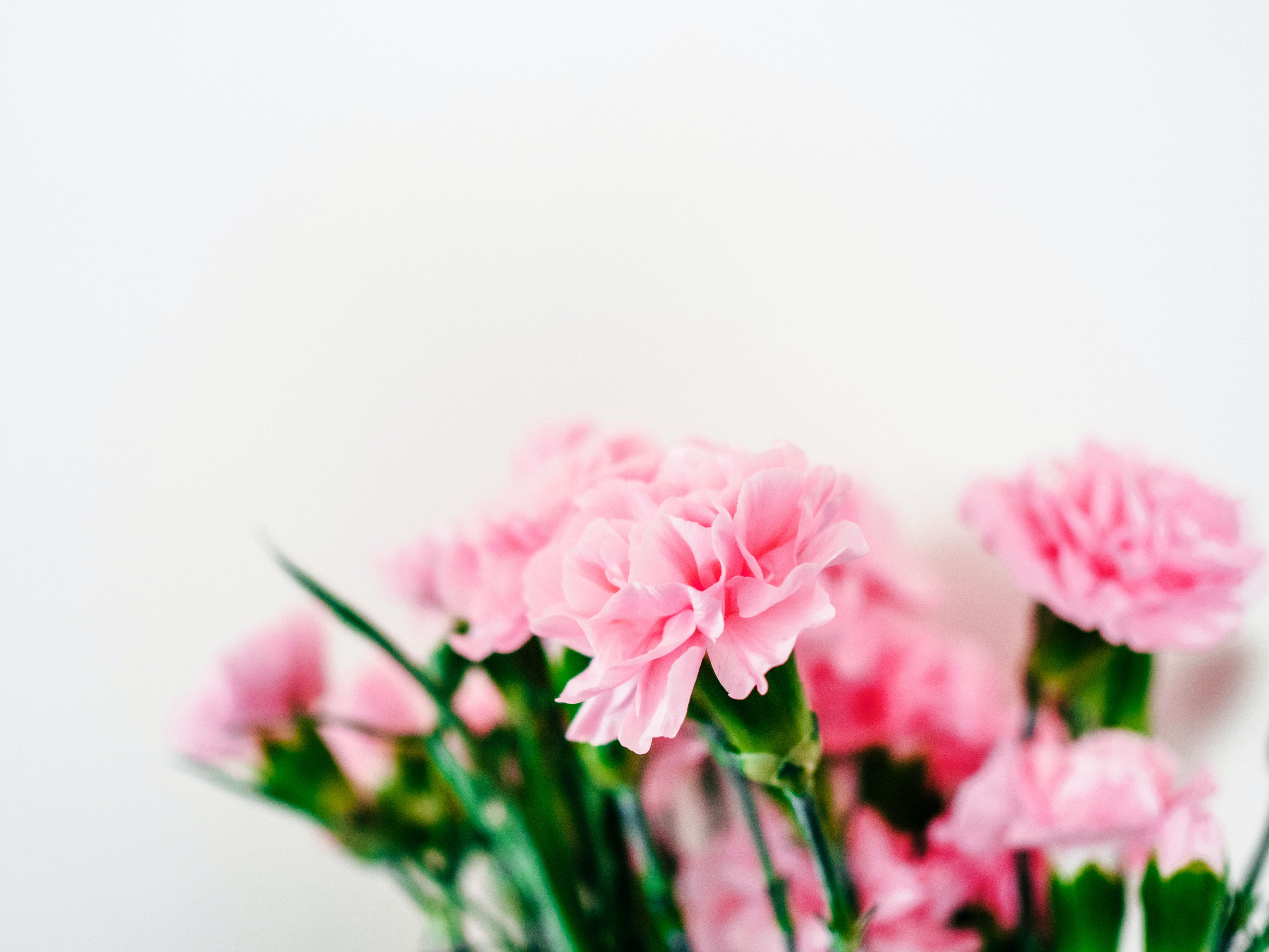 9 Beautiful Flowers That Look Like Roses