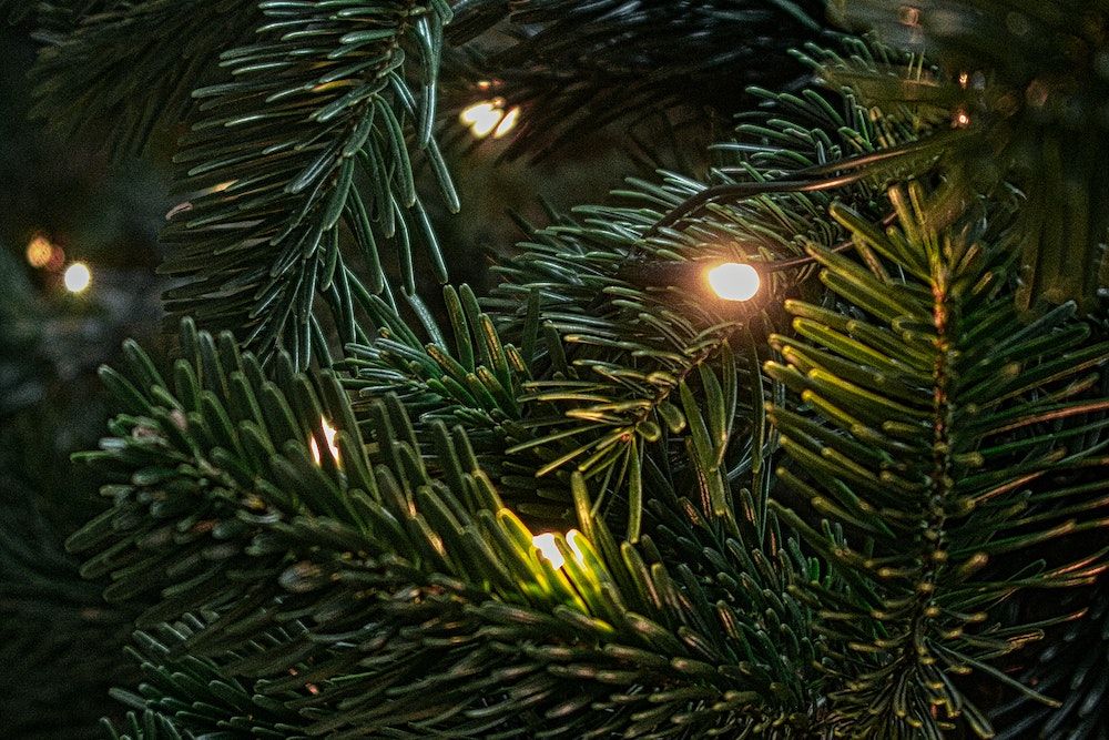close up of tree with white lights