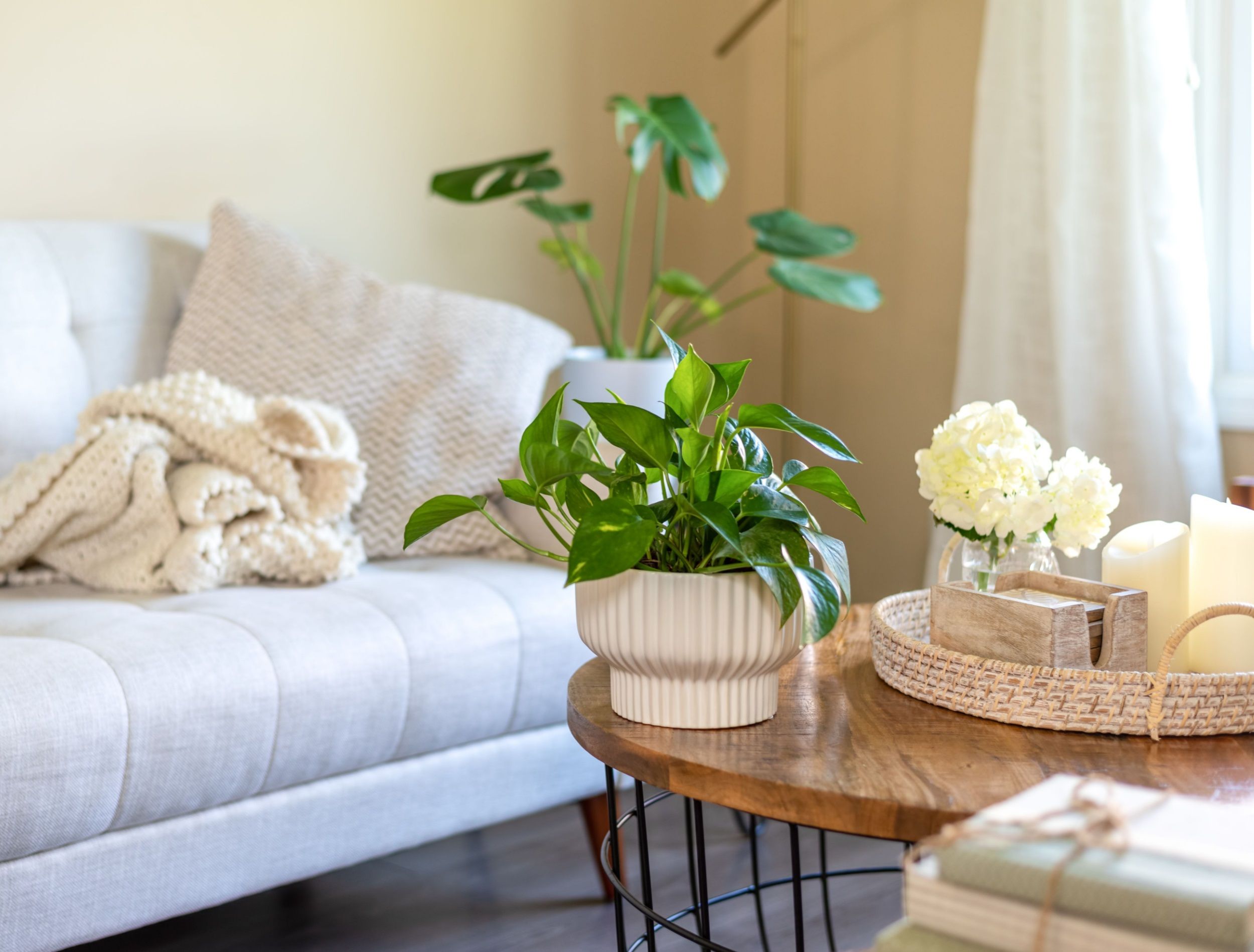 Potted plant on the table in a light and bright stylish living room