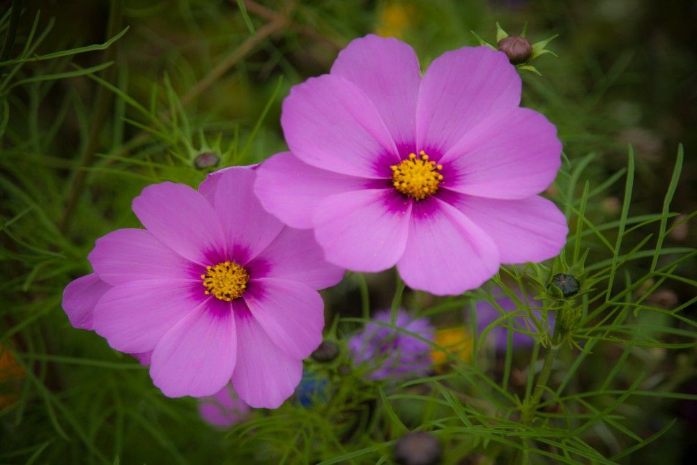 Two Purple Cosmos blooms