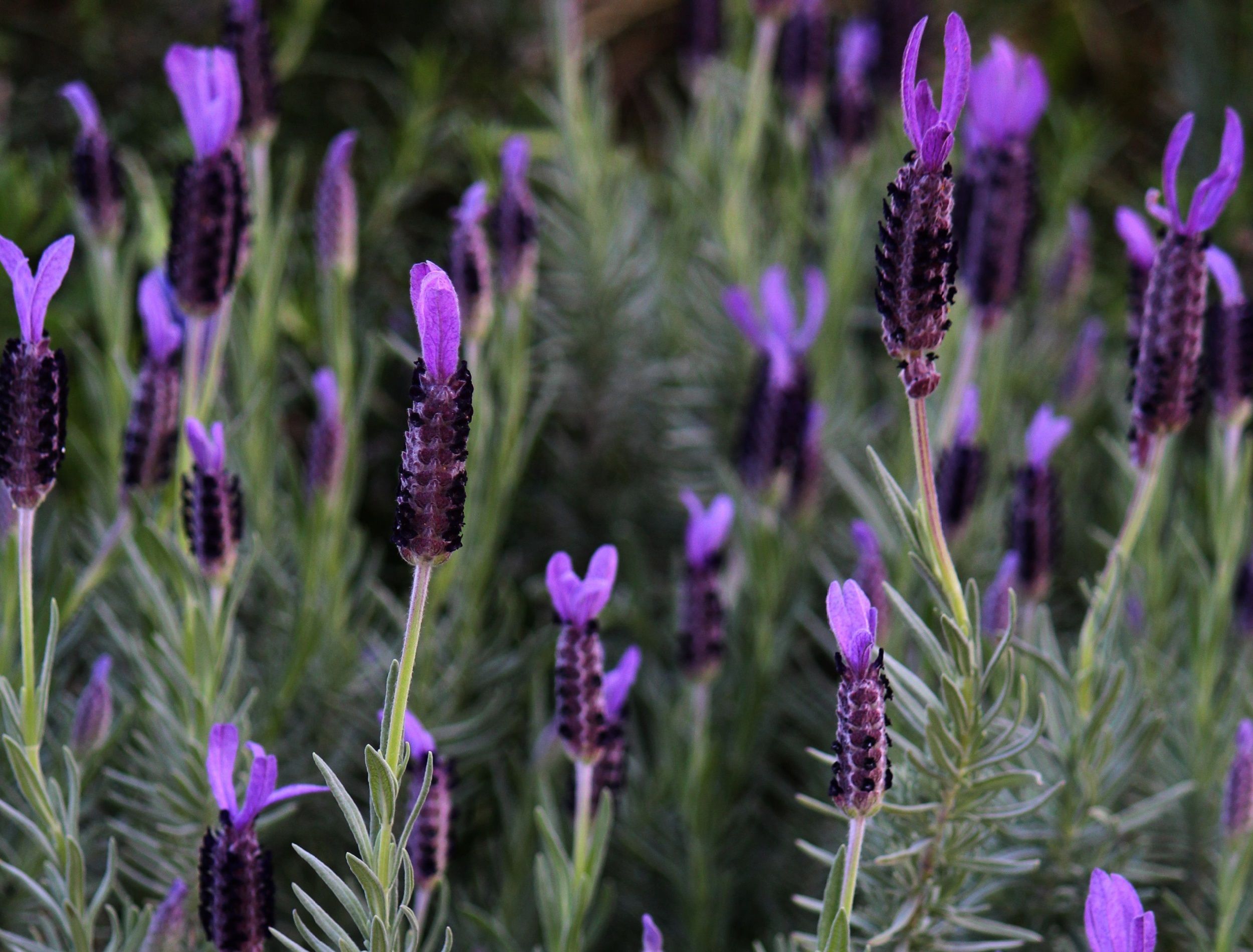 Spanish lavender flowers on a bush in the garden. Lavandula stoechas. Topped lavender