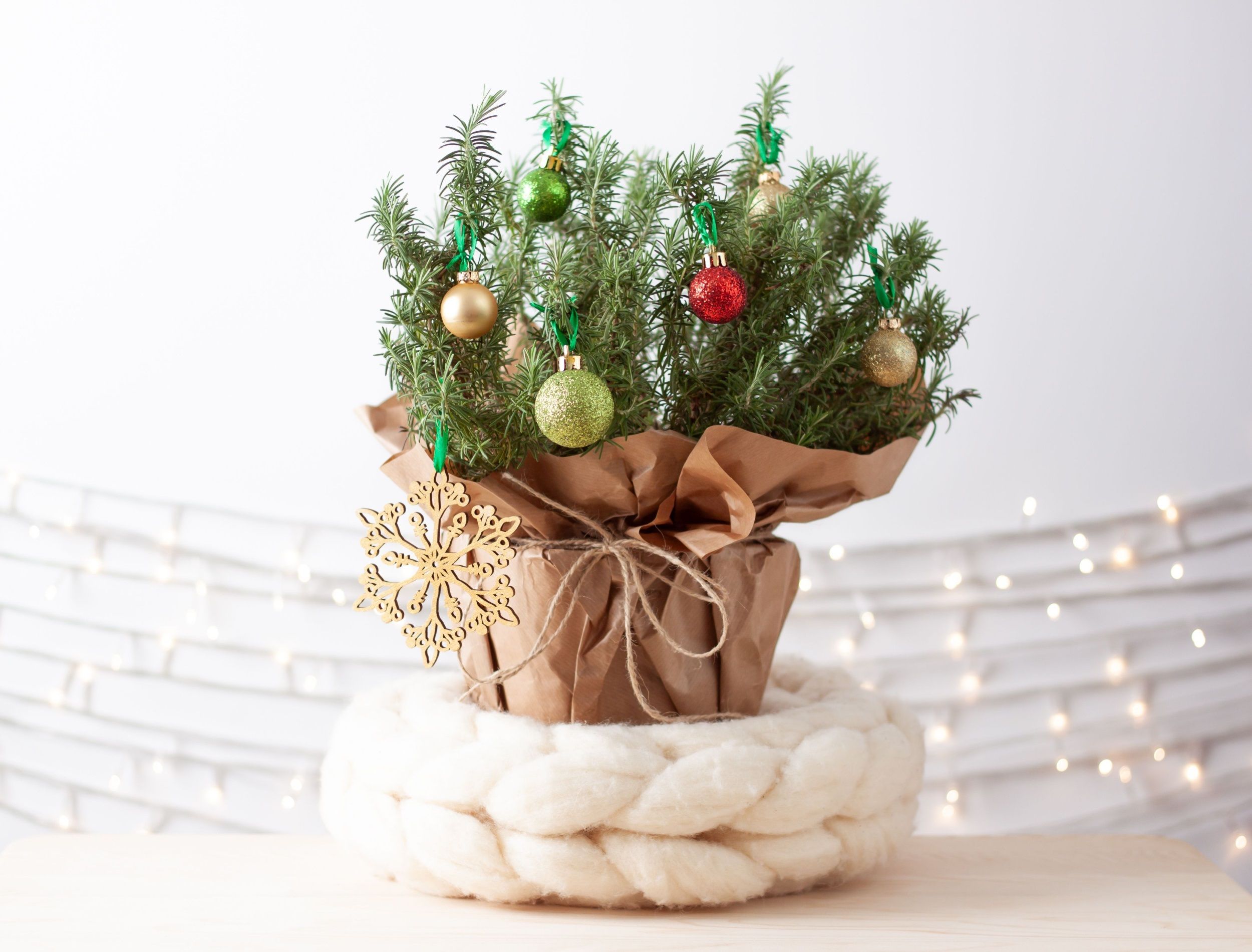 6 Houseplants That Make The Perfect Alternative Christmas Tree