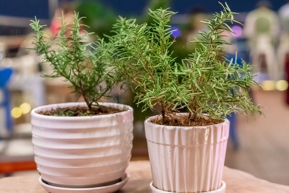 12 Tips For Caring For Your Rosemary Indoors and Out