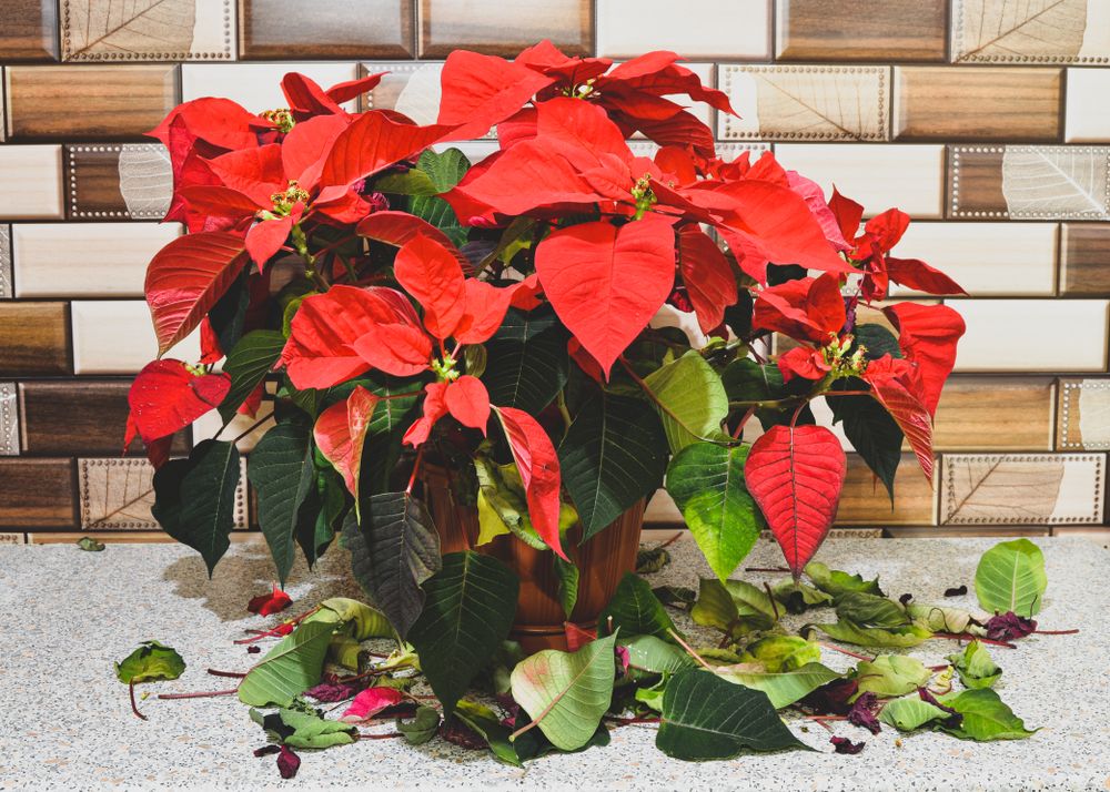 How Often Should You Water Your Poinsettia?