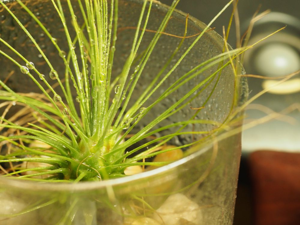 How To Properly Water Your Air Plants