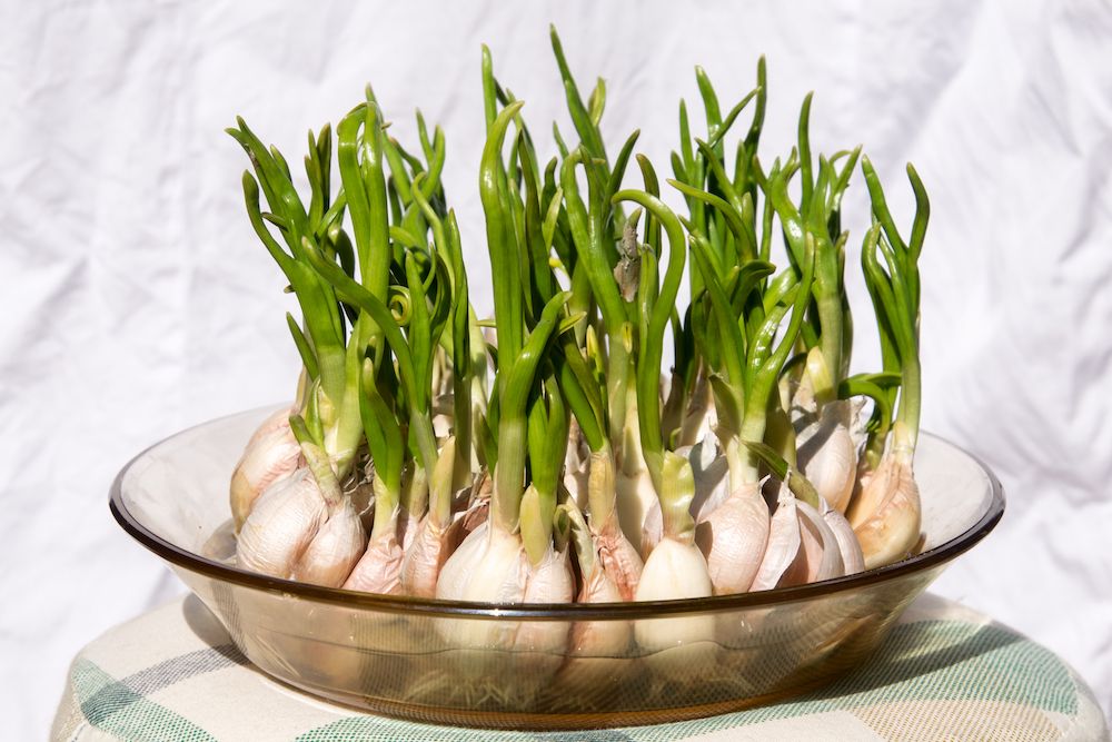A plate of peak green growing garlic sprout.