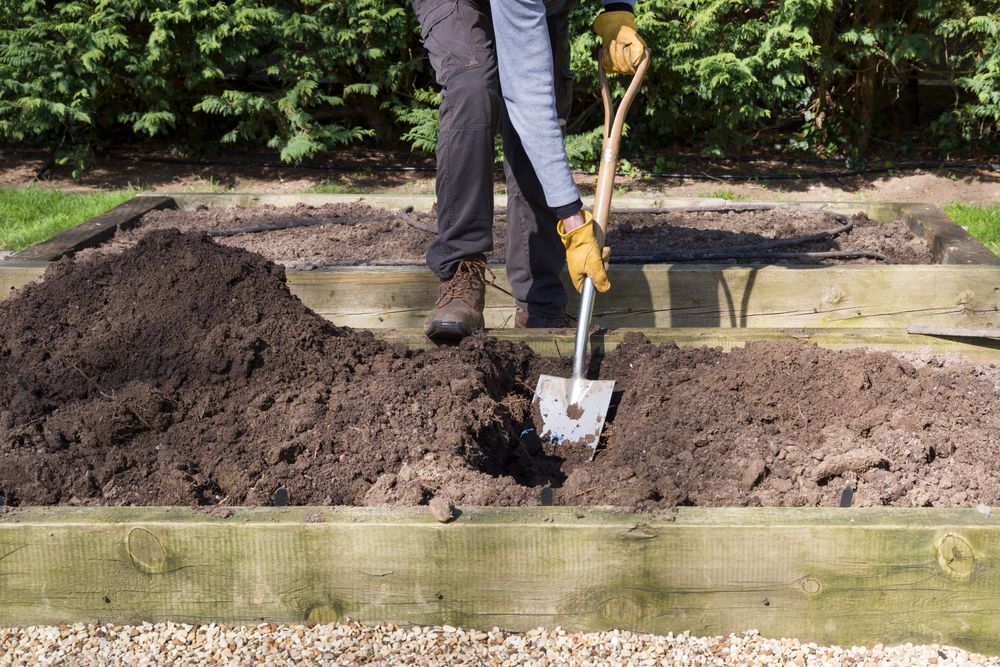 male gardener digging a hole with a shovel in a vegetable garden