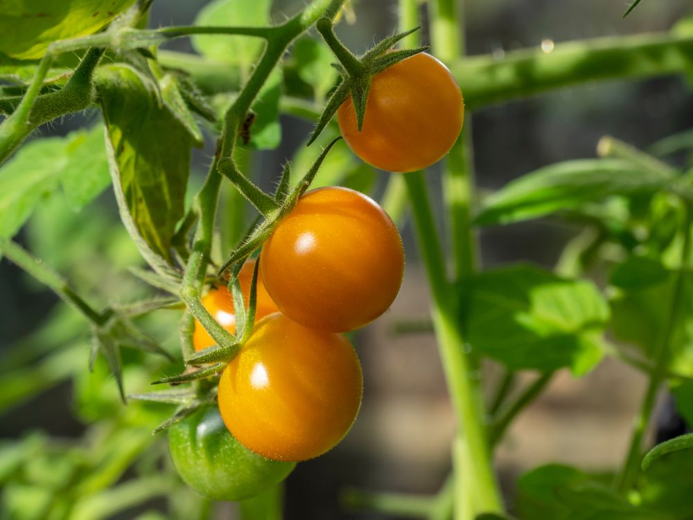 tomatoes ripening on a truss on a tomato plant, variety Sungold