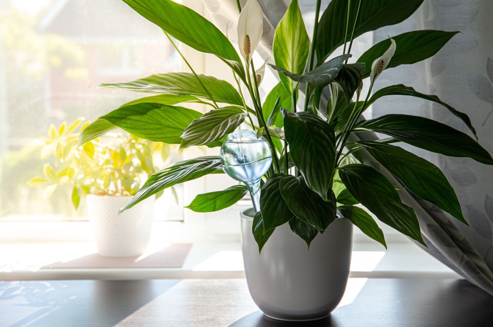 Peace lily houseplant with a self-watering globe 