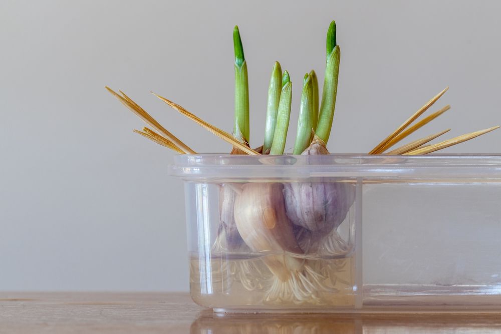 Growing garlic in a container