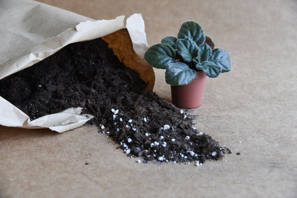 What Potting Soil Is Best For Indoor Plants?