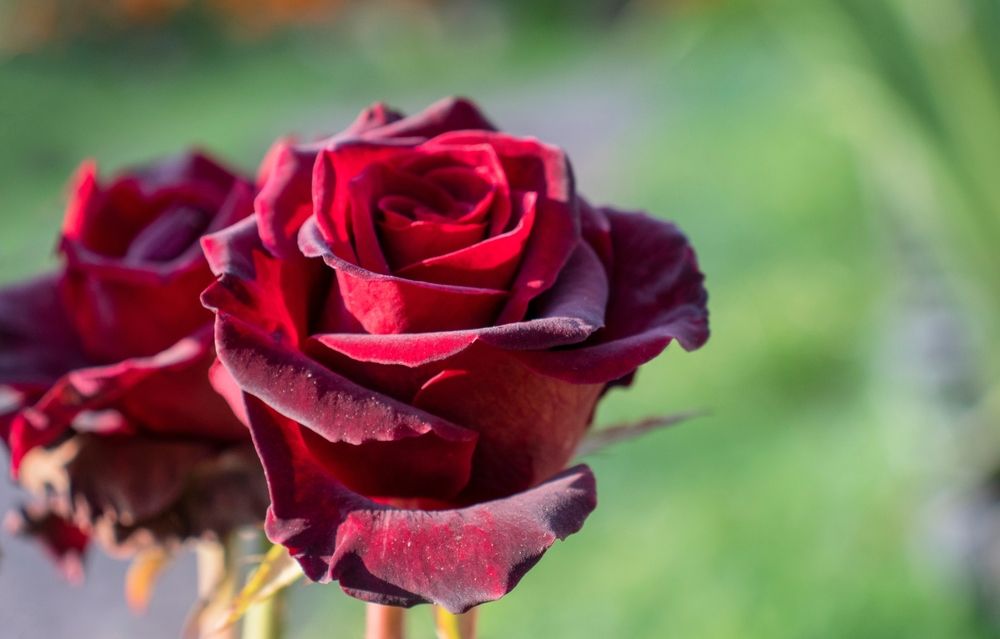 11 Types of Roses To Grow in Your Garden