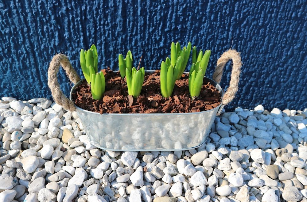 Hyacinth bulbs in a tin flower pot on white pebbles. Plaster rough blue wall on background