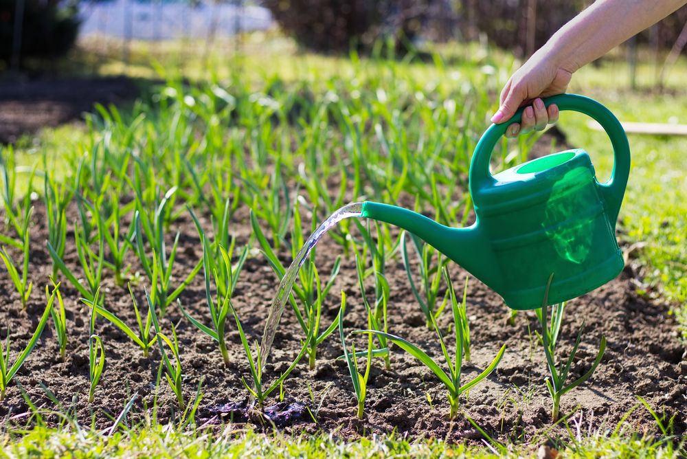 Woman watering cans garlic plant. Field of young garlic sprouts.