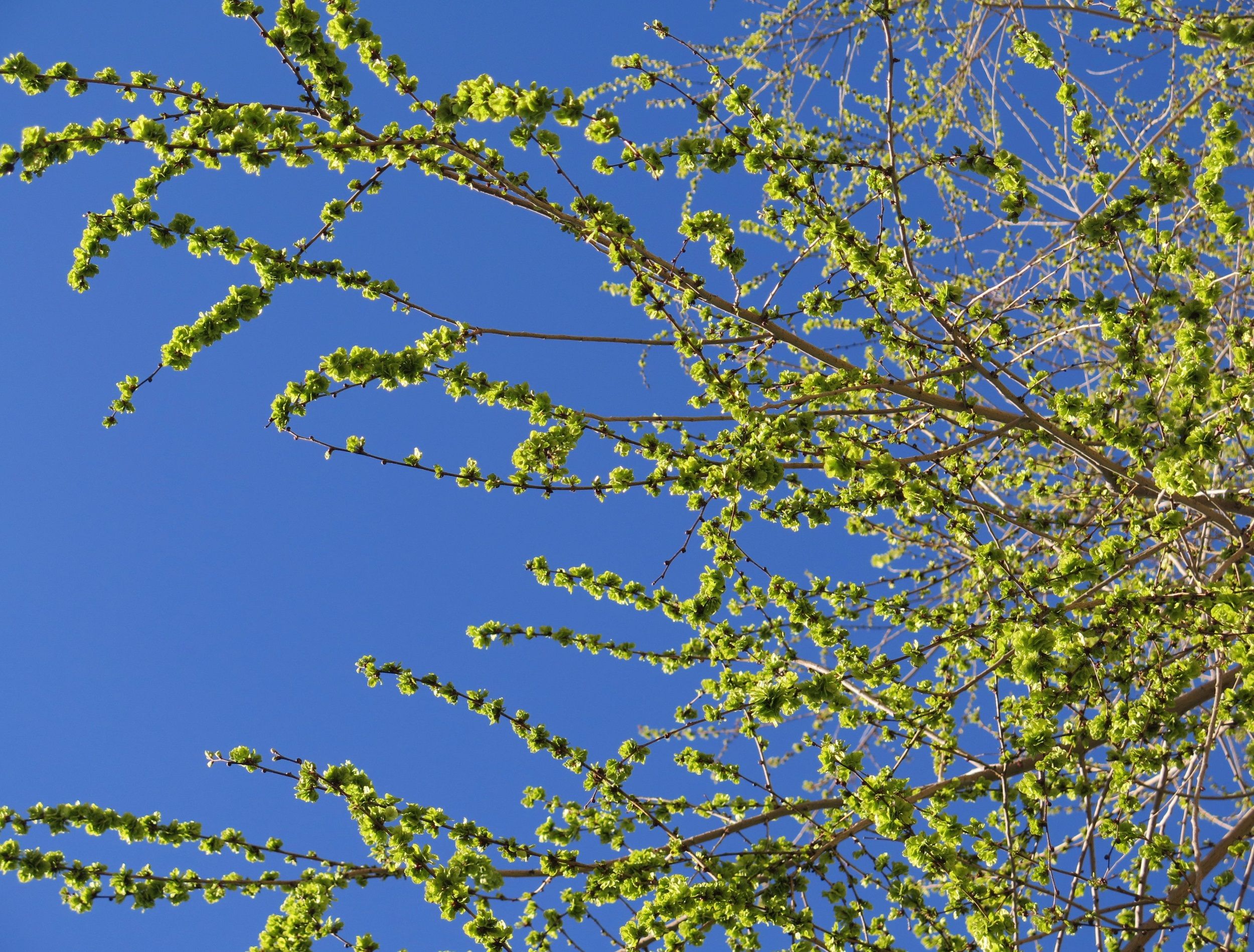siberian elm branches against blue sky