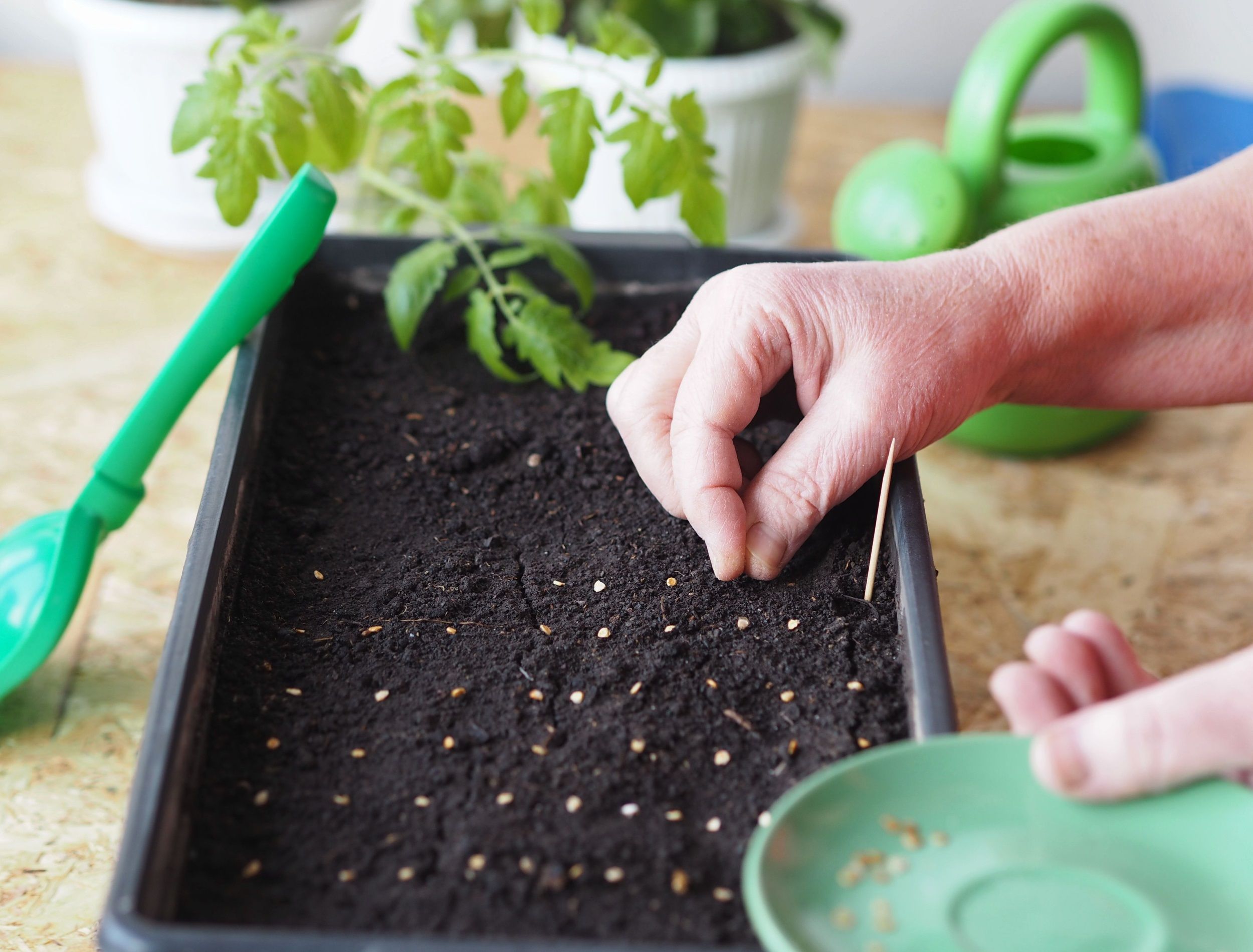 How To Grow Tomatoes Indoors