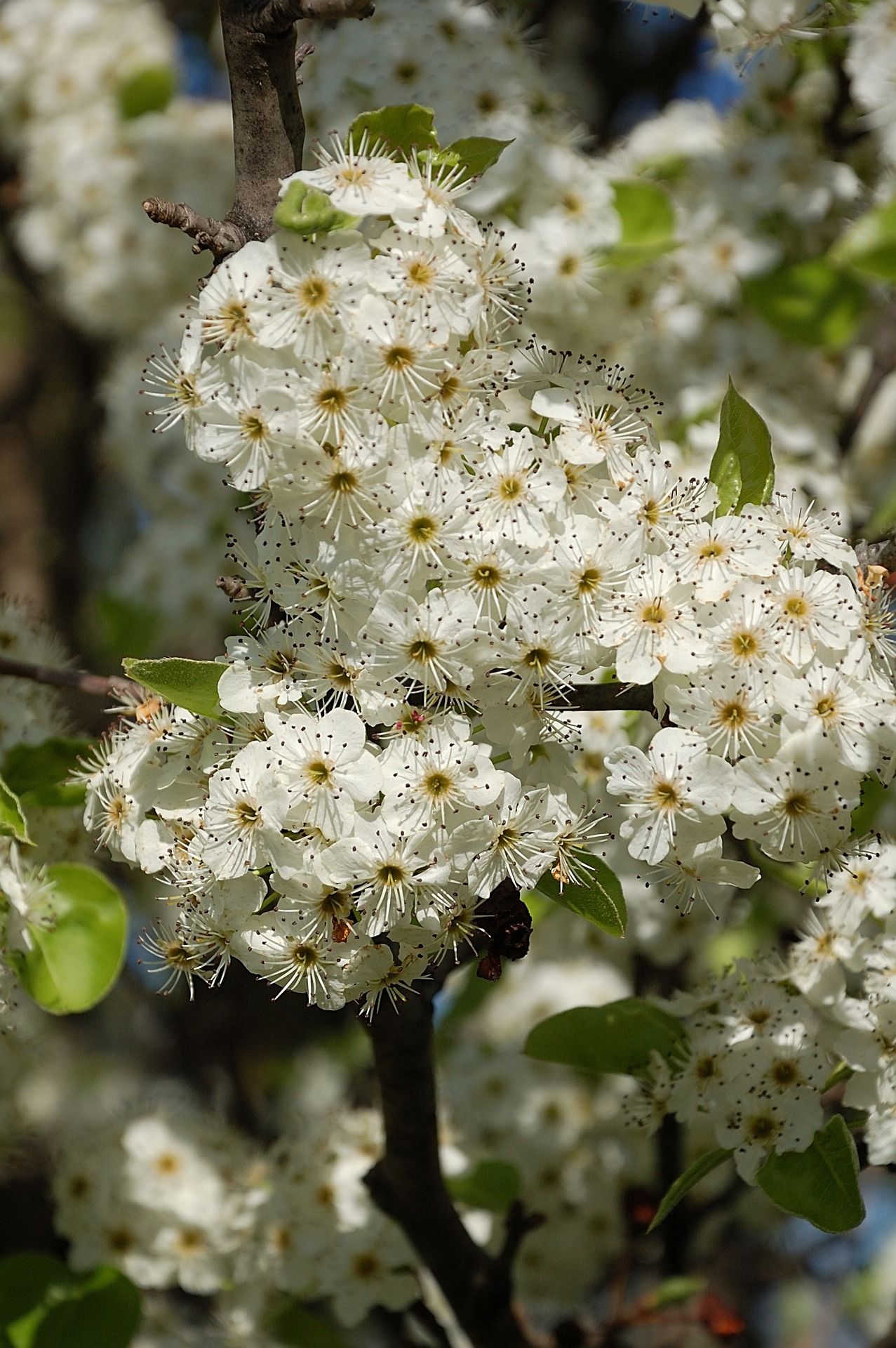 Callery Pear blossoms