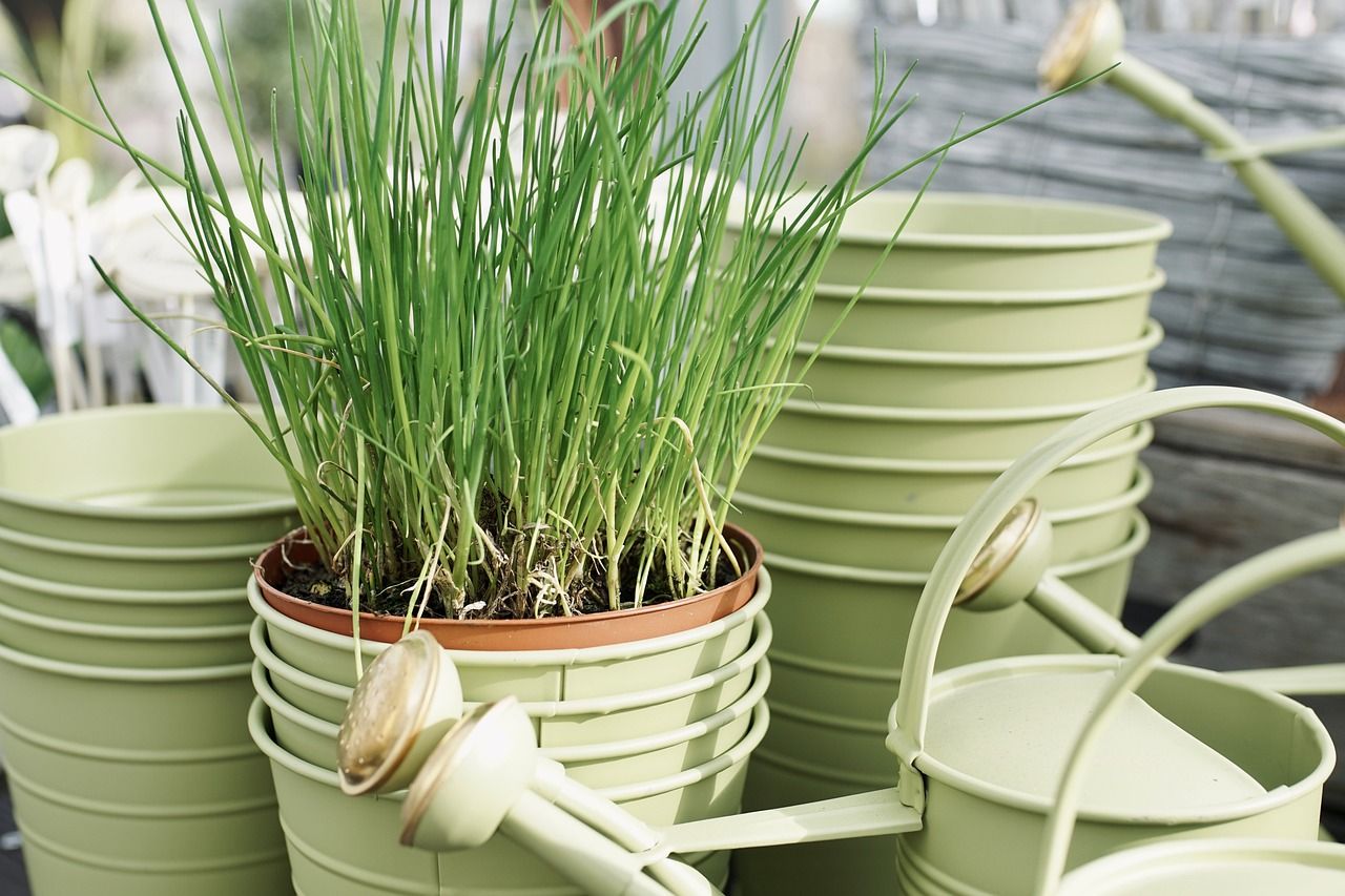 Chives in a pot beside a watering can