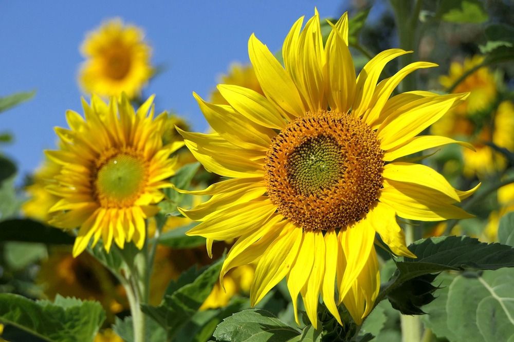 Yellow sunflowers outdoors