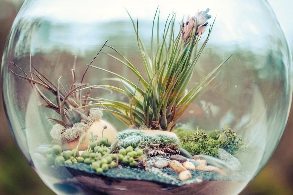 Air plants in a glass bowl