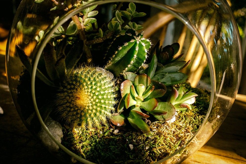 Cacti and succulents in a terrarium