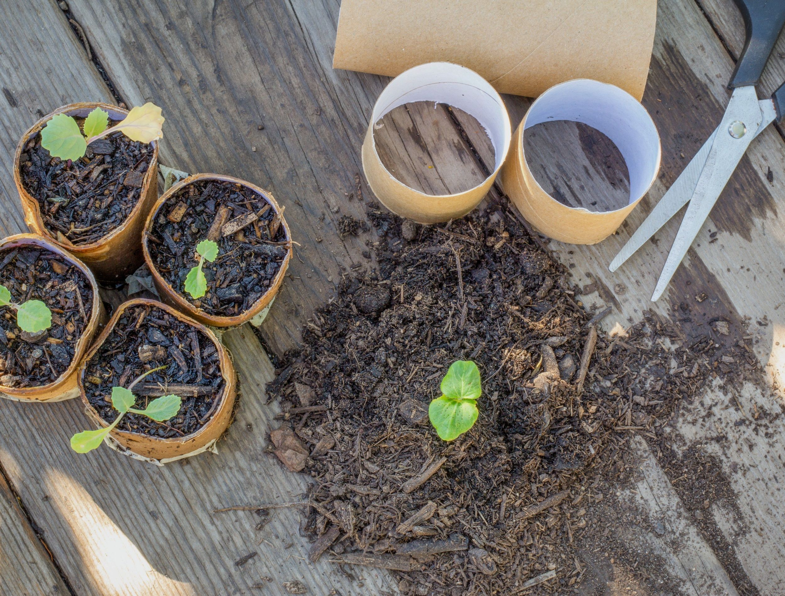 top view of toilet paper roll tubes being recycled as a seedling planters, seedlings being potted into cardboard toilet paper rolls outside on garden bench. Save money, recycle and grow your own food.