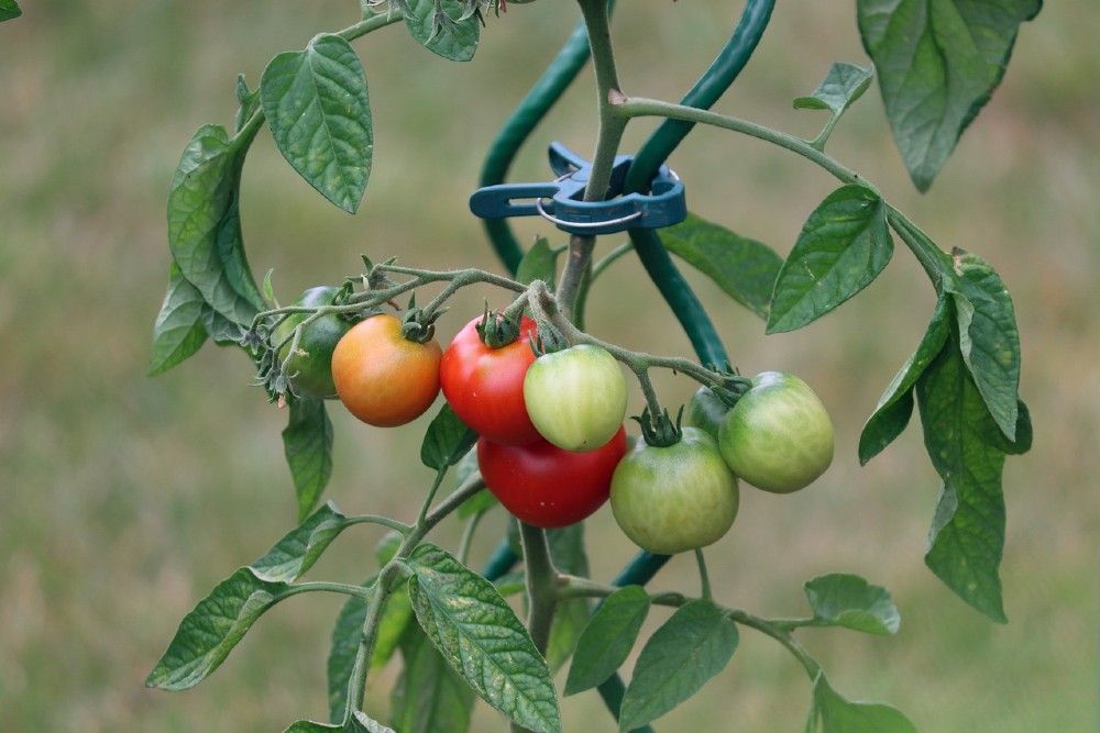 tomato plant tied to a stake