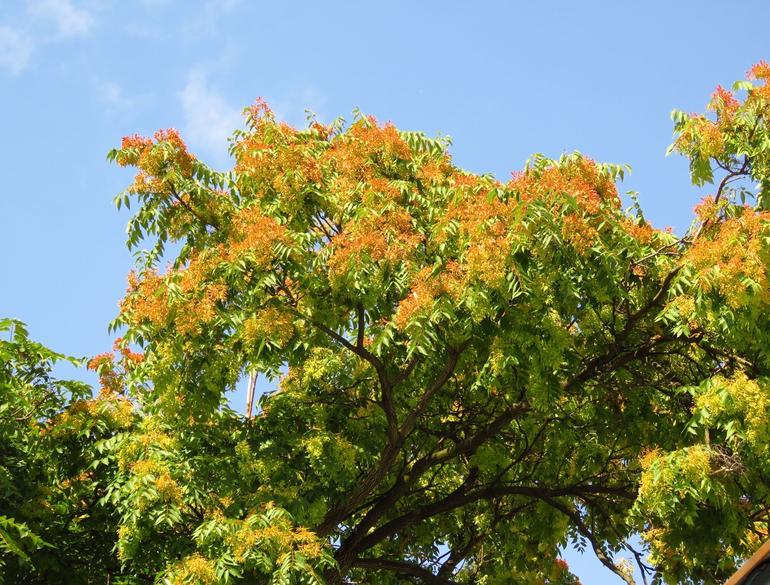 seeds of varnish tree, Ailanthus altissima,
