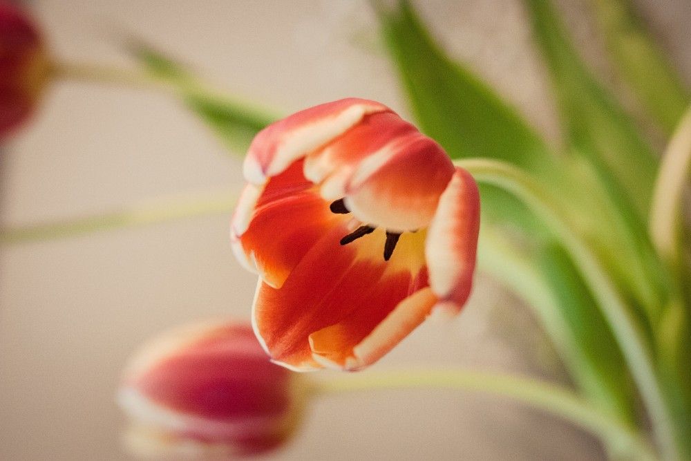 6 Easiest Flower Bulbs to Force Indoors