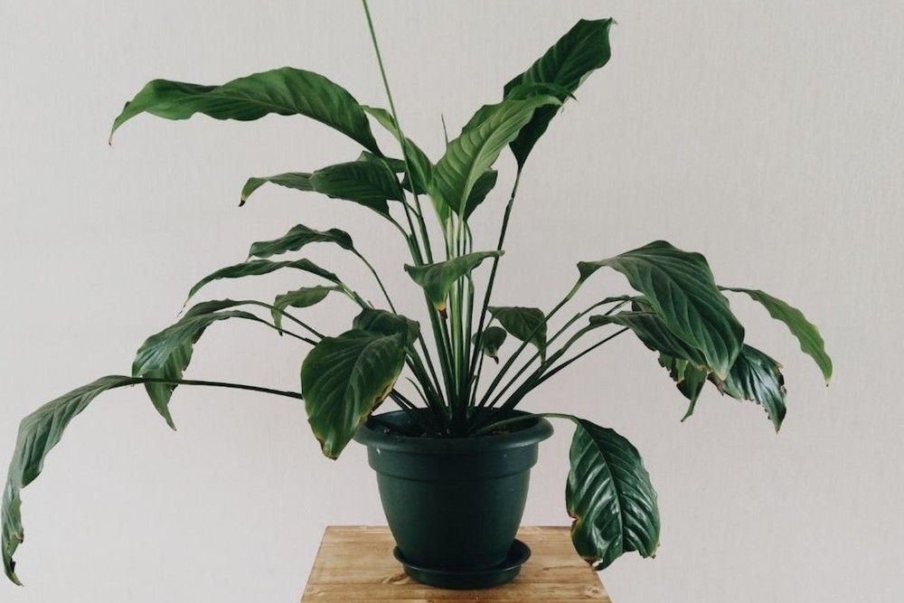 4 Signs of Overwatering Your Peace Lily