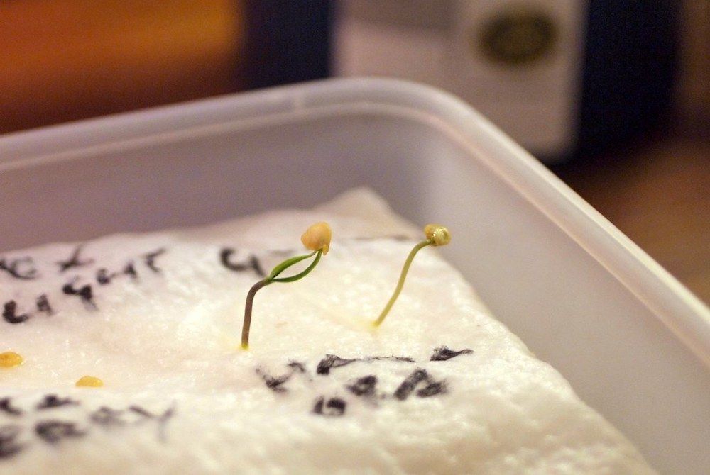 How To Germinate Seeds In Paper Towels