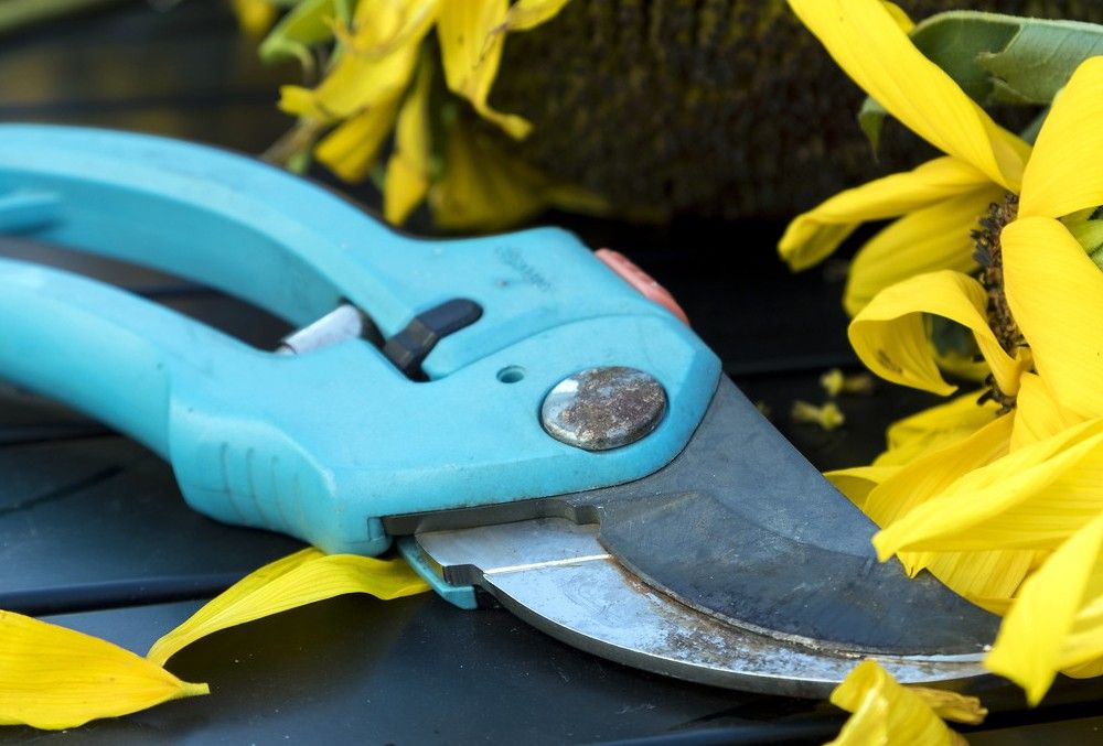 Pruning shears with sunflower