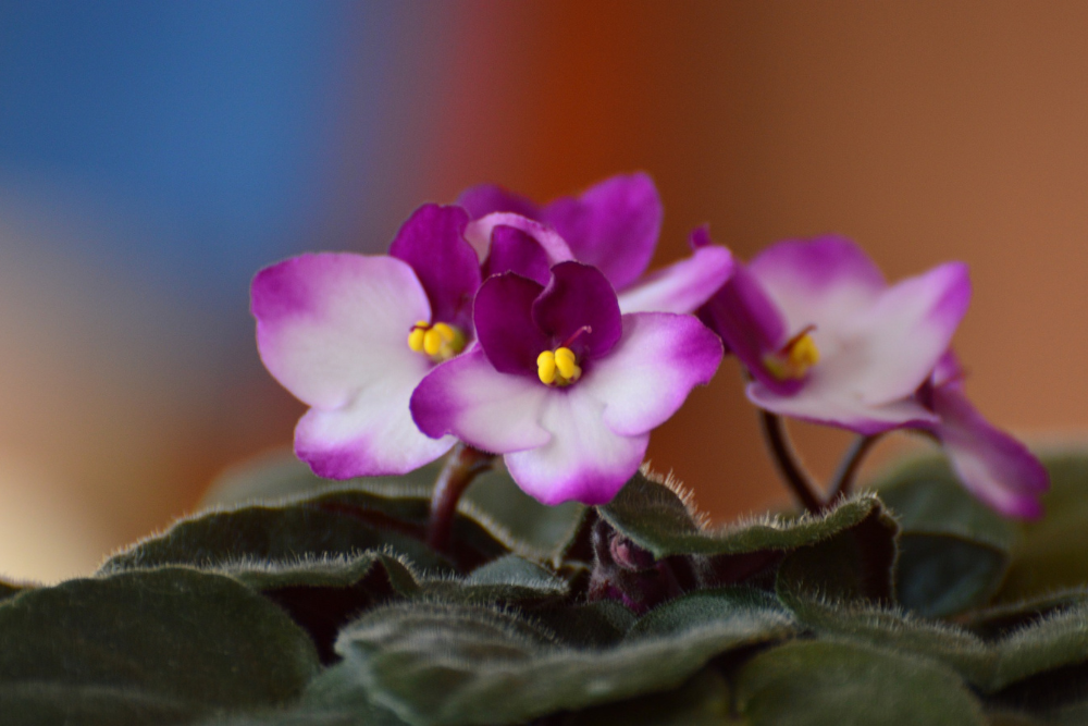 African Violet purple and white flowers and green foliage