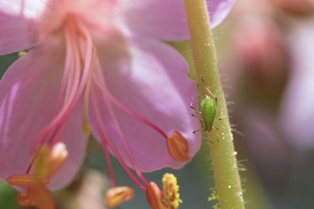 Aphid on a flower
