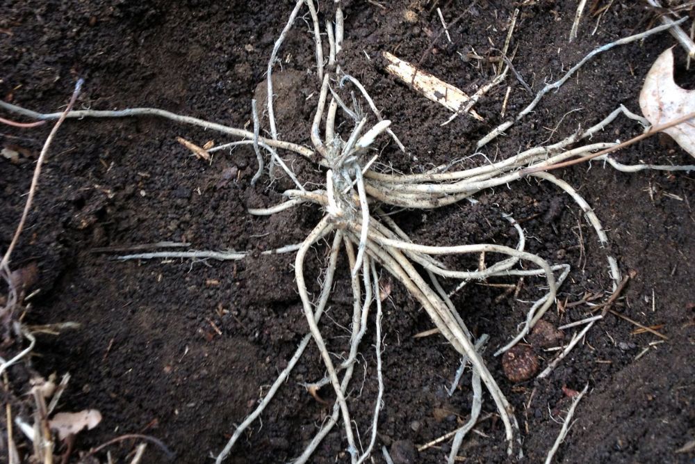 Asparagus Crowns in Garden Soil