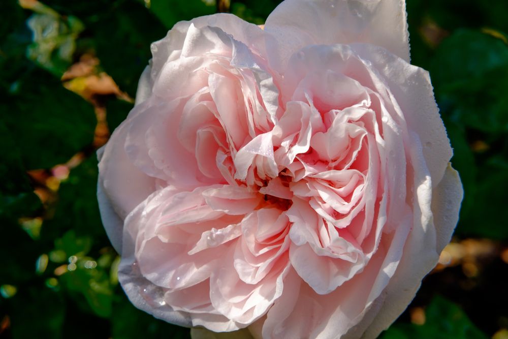 Ausled Rose