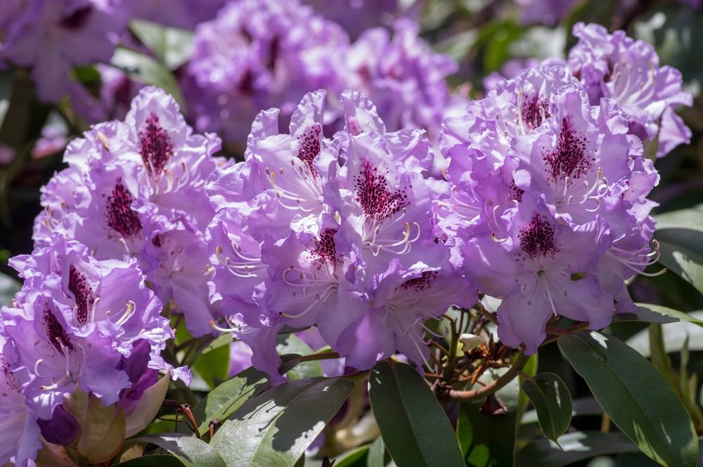 Blue Peter rhododendron