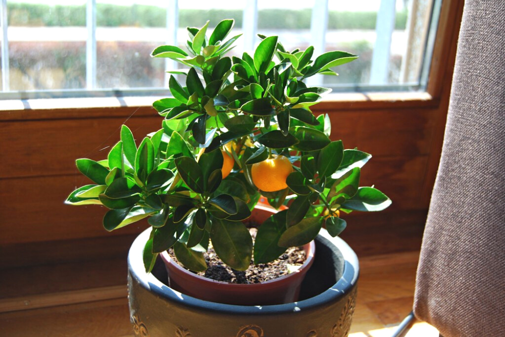 Calamondin Orange in Pots indoors by sunny window