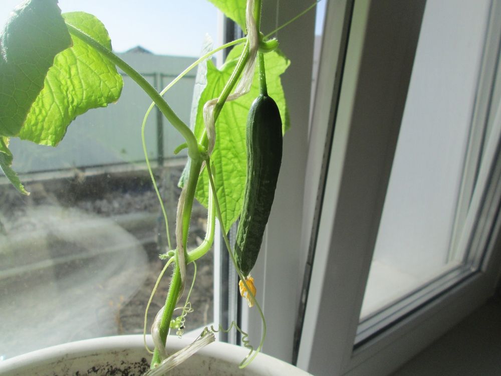 11 Tips for Growing Cucumbers in Pots