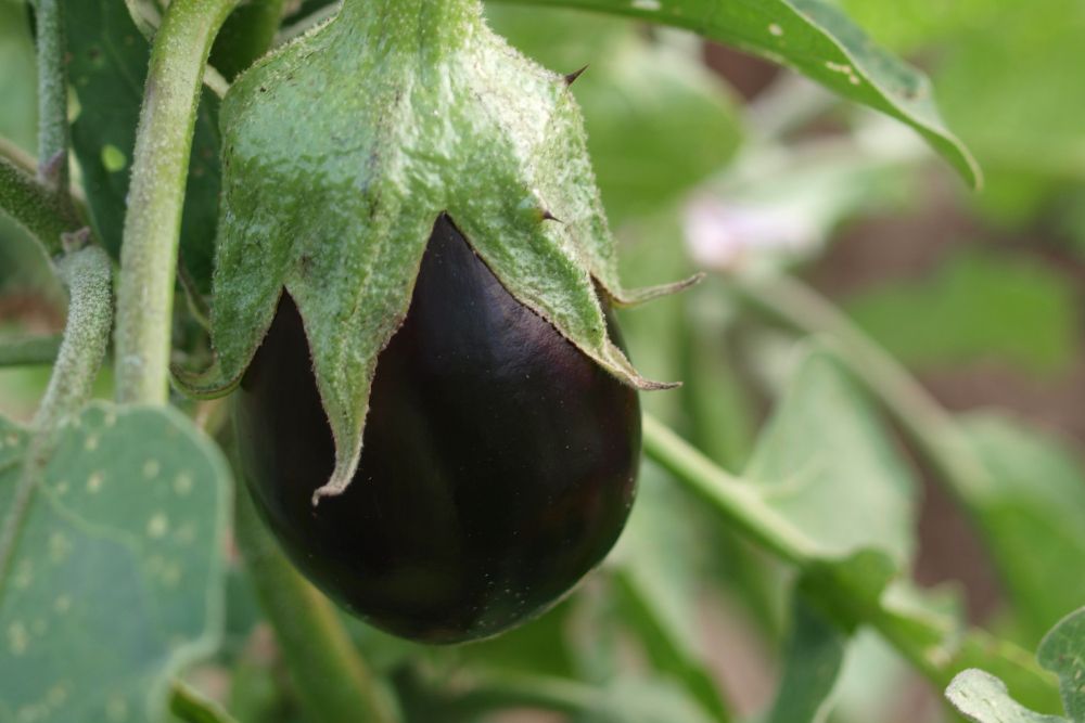close up picture of an eggplant
