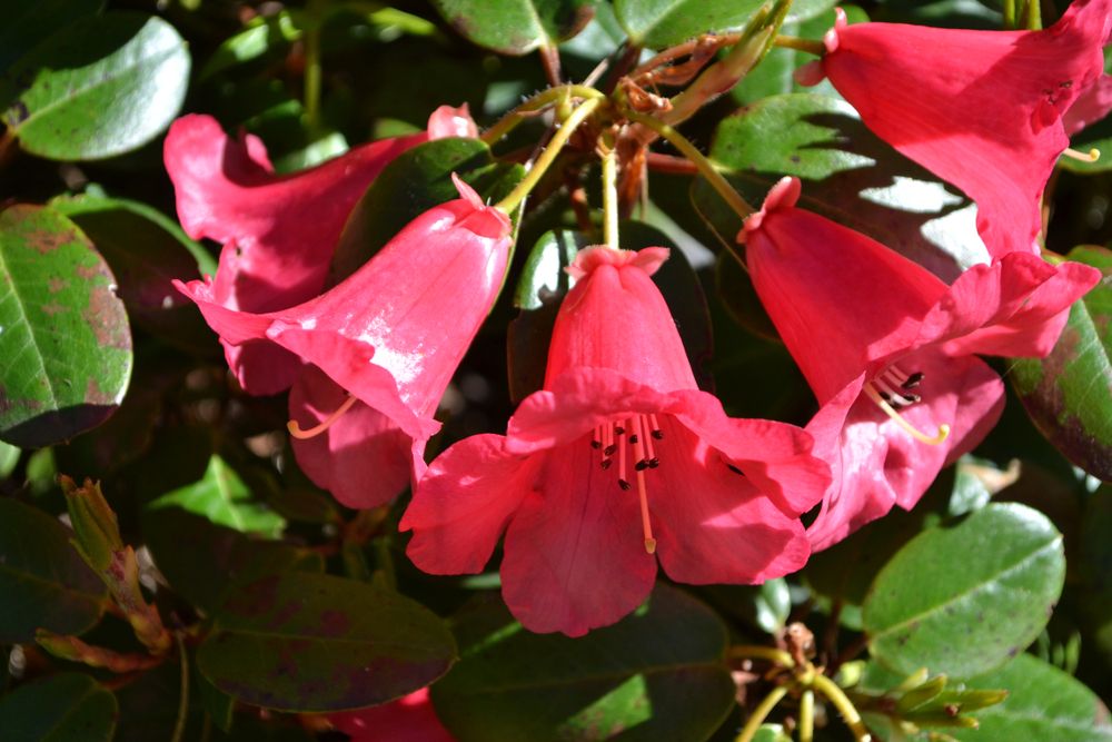 Elviira rhododendron