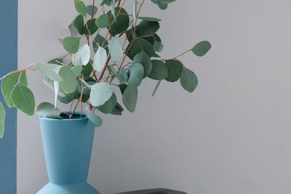 9 Tips for Caring for Your Eucalyptus Plant
