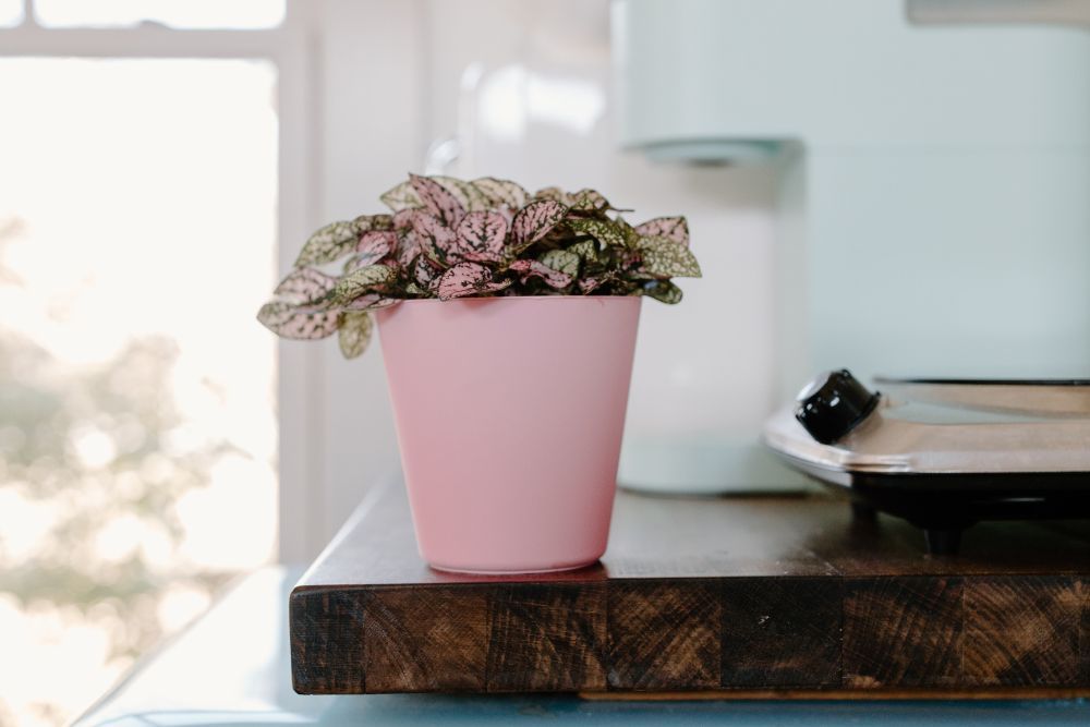 Polka dot plant in a pink pot sitting on a counter near a window