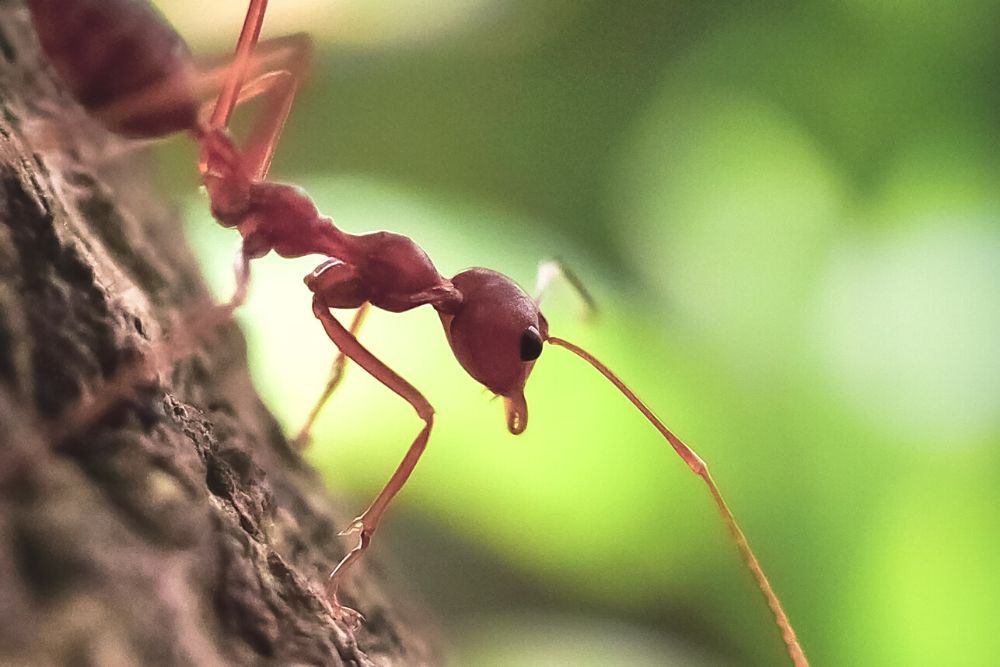 Fire Ants Close Up