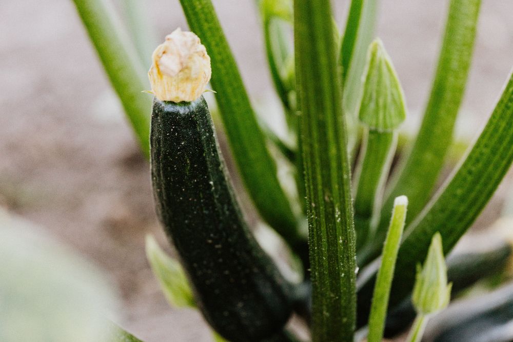 6 Reasons to Use Epsom Salt on Zucchini Plants