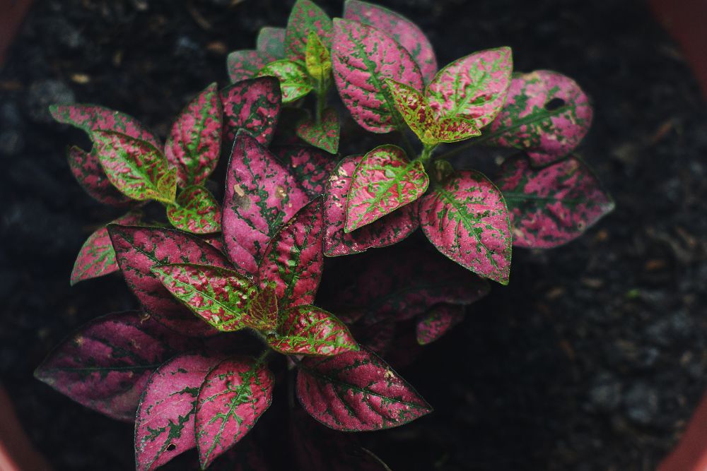 close up image of pink and green polka dot plant