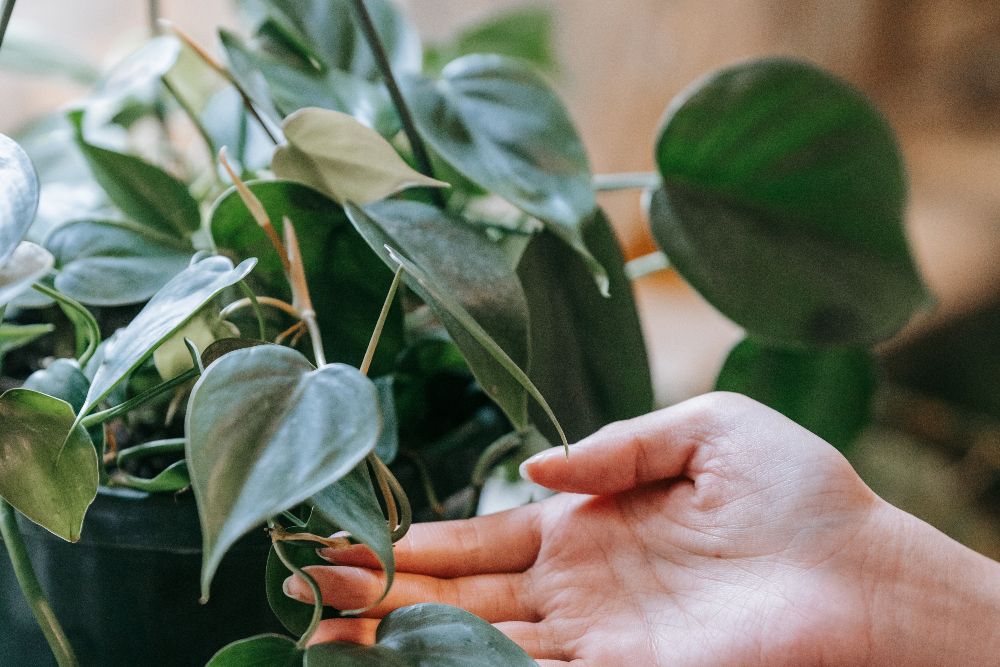 9 Beautiful Heart-Shaped Houseplants